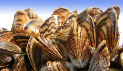 TPWD Combats Zebra Mussels